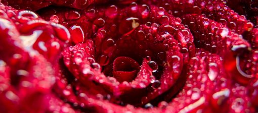 Tantra Rose